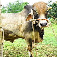 ট্যাগ নং - ১৬৯, লোকাল