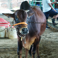 ট্যাগ নং - 189, শাহীওয়াল