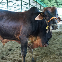 ট্যাগ নং - 125, শাহীওয়াল