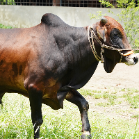 ট্যাগ নং - ১২৯, লাল সিন্ধি 