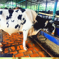 ট্যাগ নং - ১০৮, ডিউনি