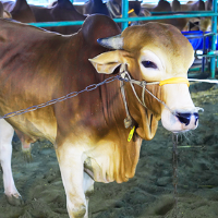 ট্যাগ নং - ১২২, নেপালি