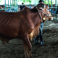ট্যাগ নং - ১৭৯, শাহীওয়াল