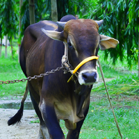 ট্যাগ নং -১৭২, পাবনা ক্যাটেল