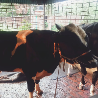 ট্যাগ নং - ০২, হলস্ট্রেইন ফ্রিজিয়ান