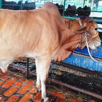 ট্যাগ নং - ১৩৫, শাহীওয়াল