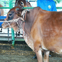 ট্যাগ নং -১০৬, শাহীওয়াল