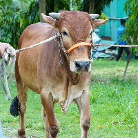 ট্যাগ নং - ২৬, শাহীওয়াল