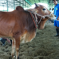 ট্যাগ নং - ১৭৫, লাল সিন্ধি 