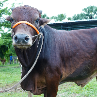 ট্যাগ নং - ৭১, শাহীওয়াল