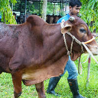 ট্যাগ নং - ১৪৭, শাহীওয়াল