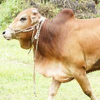 ট্যাগ নং - ৭২, শাহীওয়াল