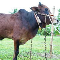 ট্যাগ নং - ১০৪, লাল সিন্ধি 