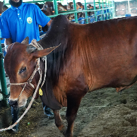 ট্যাগ নং - ১৬৫, শাহীওয়াল