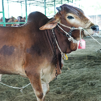 ট্যাগ নং - ১৬৮, শাহীওয়াল