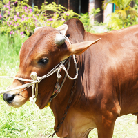 ট্যাগ নং - ৮৬, শাহীওয়াল