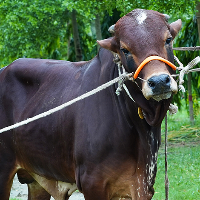 ট্যাগ নং - ৬১, শাহীওয়াল