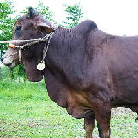 ট্যাগ নং - ১০২, শাহীওয়াল