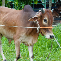 ট্যাগ নং - ১৭৭, লাল সিন্ধি 