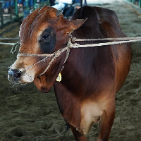 ট্যাগ নং - ১০৩, শাহীওয়াল