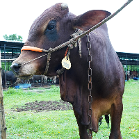 ট্যাগ নং - ১৮৮, শাহীওয়াল