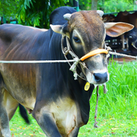 ট্যাগ নং - ১০৭, শাহীওয়াল