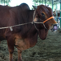 ট্যাগ নং - ১৬০, শাহীওয়াল