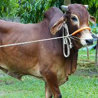 ট্যাগ নং - ১৭৬, লাল সিন্ধি 