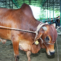 ট্যাগ নং - ১২৬, শাহীওয়াল