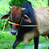 ট্যাগ নং - ১১২, পাবনা ক্যাটেল 