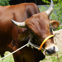 ট্যাগ নং - ১১০, লাল সিন্ধি 
