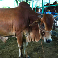 ট্যাগ নং - ২০০, পাবনা ক্যাটেল 