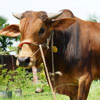 ট্যাগ নং - ১১ ৭, লাল সিন্ধি 
