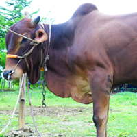 ট্যাগ নং - ১৬৩, লাল সিন্ধি 