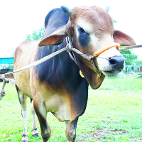 ট্যাগ নং - ১১৬, শাহীওয়াল