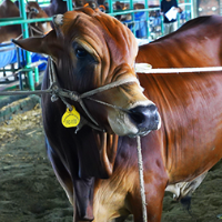 ট্যাগ নং - ১৭০, শাহীওয়াল