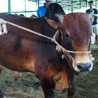 ট্যাগ নং - ১১৯, শাহীওয়াল