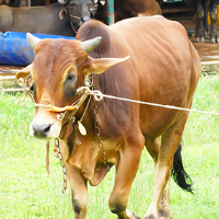 ট্যাগ নং - ১৫৯, শাহীওয়াল