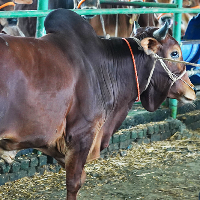 ট্যাগ নং - ১৩৮, লাল সিন্ধি 