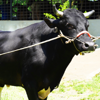 ট্যাগ নং -৫৯, হলস্ট্রেইন ফ্রিজিয়ান