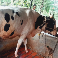 ট্যাগ নং -১৮৭, হলস্ট্রেইন ফ্রিজিয়ান