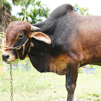 ট্যাগ নং - ১৩১, লাল সিন্ধি 