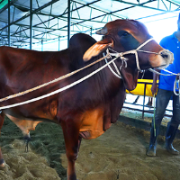 ট্যাগ নং - ১৮০, শাহীওয়াল