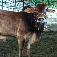 ট্যাগ নং - ১২০, শাহীওয়াল