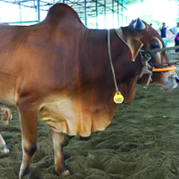 ট্যাগ নং - ১৮৫, শাহীওয়াল