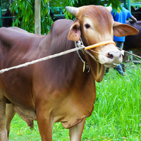 ট্যাগ নং - ১৯৭, রেড চিটাগাং ক্যাটেল