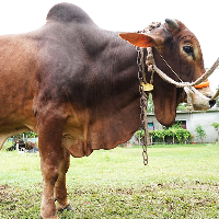 ট্যাগ নং - ১৪৫, শাহীওয়াল
