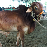 ট্যাগ নং - ১৯৩, শাহীওয়াল