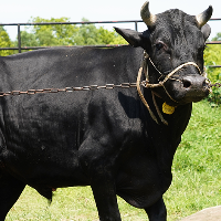 ট্যাগ নং -১৫৮, হলস্ট্রেইন ফ্রিজিয়ান