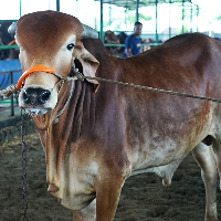 ট্যাগ নং - ১১১, নেপালি